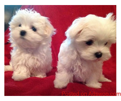 Micro Teacup Maltese Puppies for sale