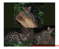 F1 SAVANNAH CATS FOR SALE,PURE BREED.