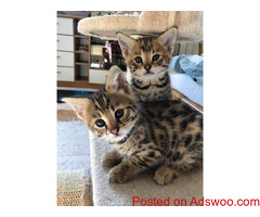 F1 SAVANNAH CATS FOR SALE,PURE BREED.