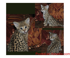 F1 SAVANNAH CATS FOR SALE,PURE BREED.