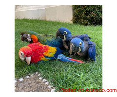 RED AND BLUE  MACAW PARROTS FOR SALE.