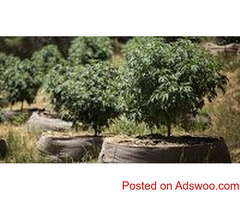 RIOCOCO MMJ offers the best quality brick of coco coir