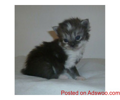 Maine Coon kitten boy for adoption