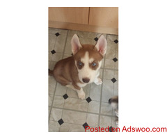 Adorable Siberian Husky Pups For Sale