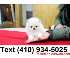 Charming T-cup Pomeranian Puppies for sale.