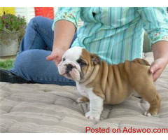 Exceptional KC Reg. English Bulldog Puppies For Adoption