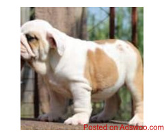 Exceptional KC Reg. English Bulldog Puppies For Adoption