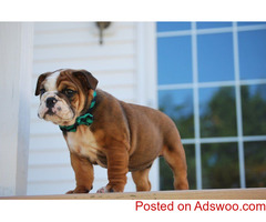 Exceptional KC Reg. English Bulldog Puppies For Adoption
