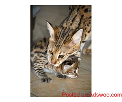 PURE-BREED F1 SAVANNAH KITTENS