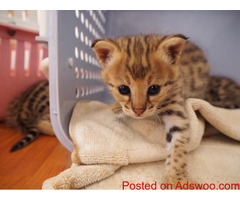 PURE-BREED F1 SAVANNAH KITTENS