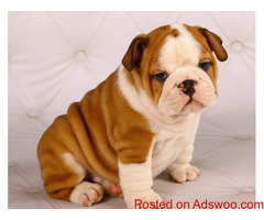 Smart M&F English Bulldog puppies for Adoption