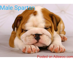 Smart M&F English Bulldog puppies for Adoption