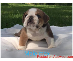 Purebred English Bulldog puppies for Adoption