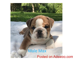 Purebred English Bulldog puppies for Adoption