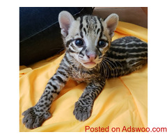 Exotic Cats
