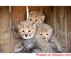 Exotic Cats