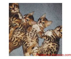 Beautiful Kittens