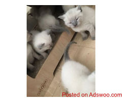 Beautiful Kittens
