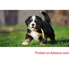 Bernese Mountain Dog Puppies