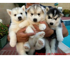 Siberian Husky Puppies