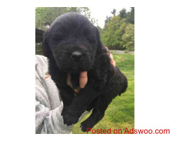 Newfoundland Puppies
