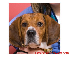 Veterinary Hospital Southeast Denver, CO