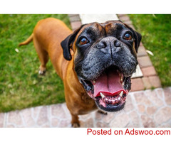 Veterinarian Jacksonville FL