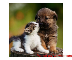 Veterinarian Washington DC