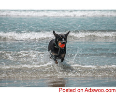 Veterinarian Downey, CA - Ashton Animal Hospital