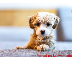 Dentistry - Animal Hospital Burlington, ON