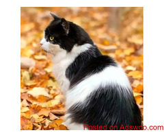 Autumn Care for Older Cats - Animal Hospital Southeast Denver, CO