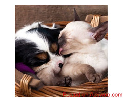 Poison Prevention Awareness - Pet Clinic Ellicott City, MD