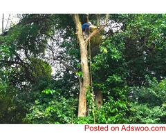 We Provide Complete Tree Removal Services