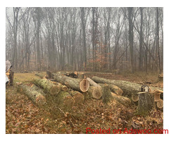 We Provide Complete Tree Removal Services