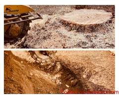 We Provide Complete Tree Removal Services