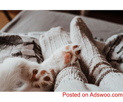 Wellness & Vaccinations - Animal Hospital Hobe Sound, FL