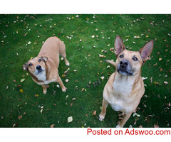 How to Introduce Two Dogs - Veterinarians Hobe Sound, FL