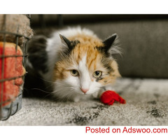 February Is National Cat Health Month - Veterinarians Markham, ON