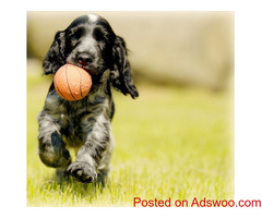 Wellness & Vaccinations - Vet Clinic Waterdown, ON