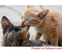 Cat Hairballs 101 - Veterinarians Waterdown, ON