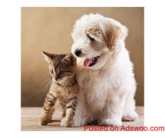 Allergies & Dermatology - Veterinary Clinic Holly Springs, MS