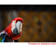 Exotic Pet Care - Vet Greenbrae, CA