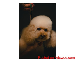 Grooming - Pet Clinic Fayetteville, NY