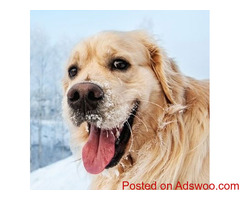 Spotlight on Skijoring - Vet Dayton, TN