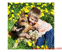 Poison Ivy and Pets - Veterinarian Dayton, TN