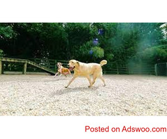 Animal Hospital Rialto CA