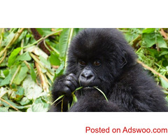 travel rwanda