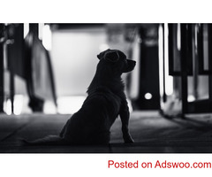 Pain Management - Veterinarian Philadelphia, MS