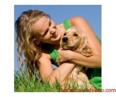 Invisible Fences: Do or Don’t? - Veterinarians Philadelphia, MS