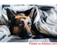Laser Therapy - Pet Clinic Dutchess County NY